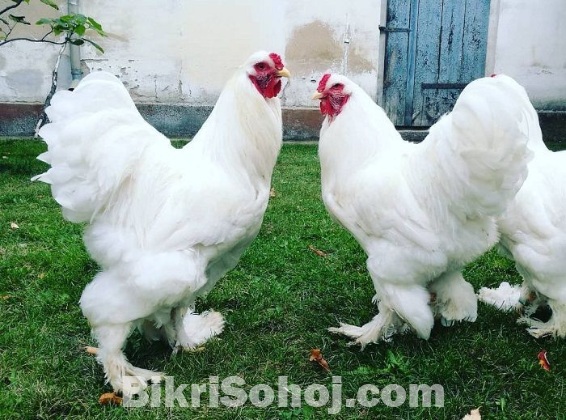 সাদা ব্রাহামা ১জোড়া